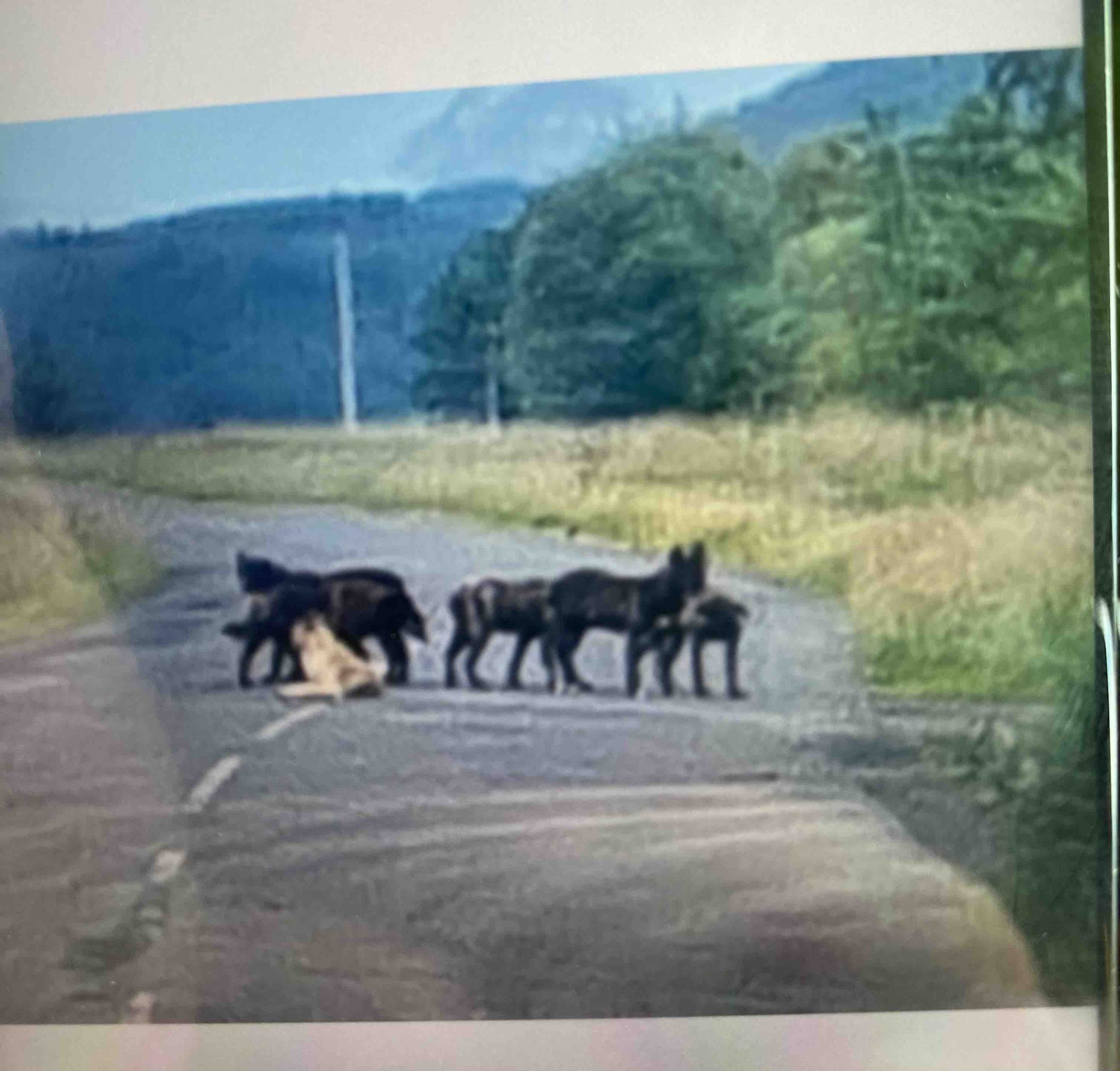 Abandoned dog pack attacks livestock